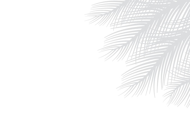 Silhouette of palm leaves or coconut leaves right side. Natural pattern, light gray shadow.