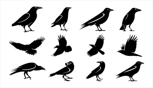 Silhouette raven collection crow vector template