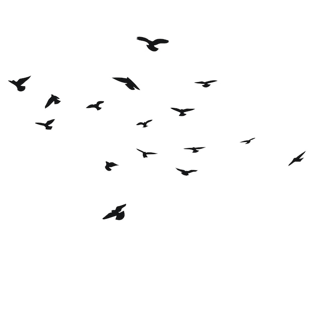 Vector silhouette sketch of a flock of flying birds flight in different positions hover soaring landing