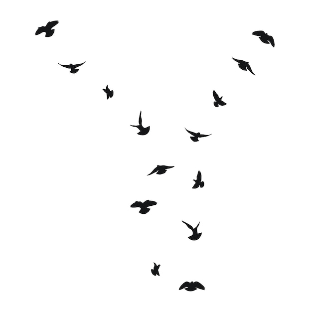 Vector silhouette sketch of a flock of flying birds flight in different positions takeoff flying flight