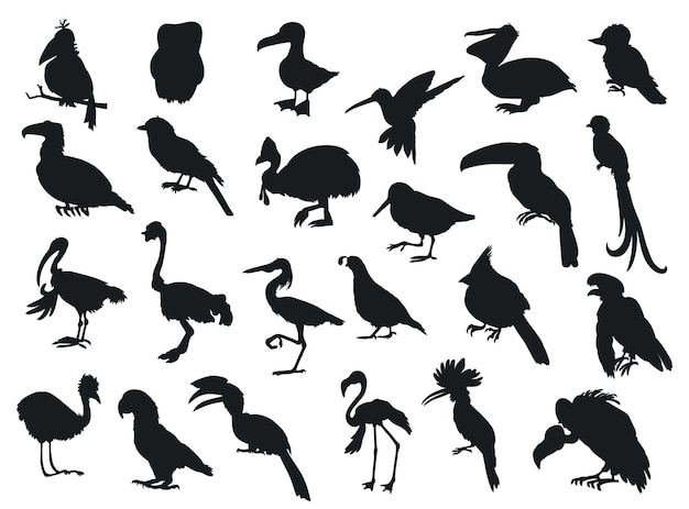 Silhouettes premium vector template birds species animal characters big set