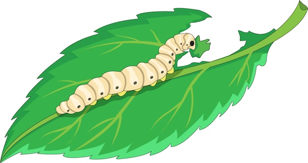 Silkworm vector illustration