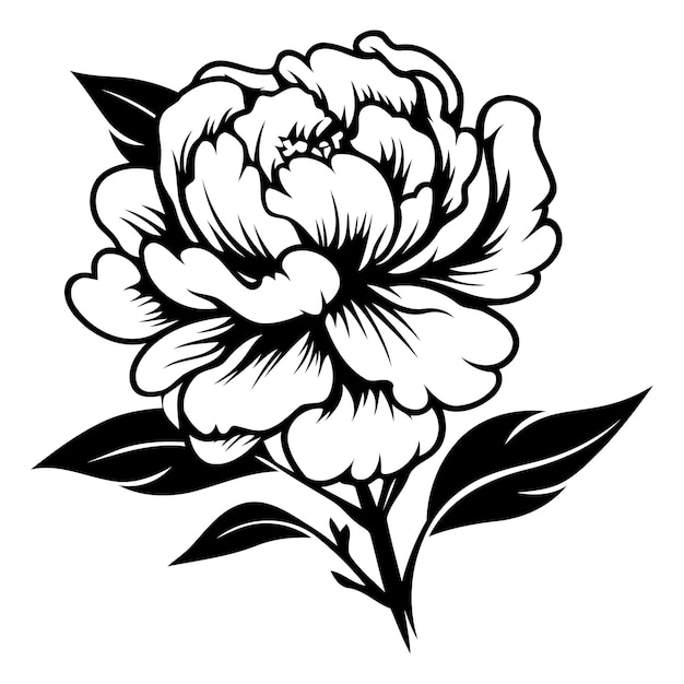 Simple black and white line art illustration of a peony flower with leaves