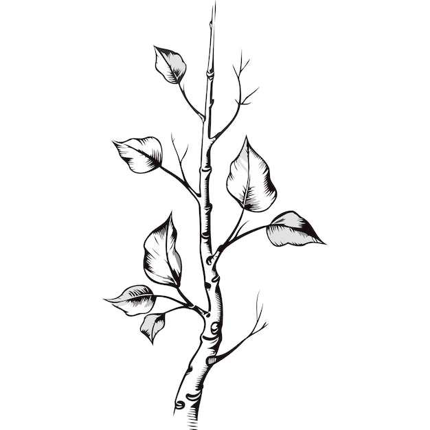 Vector simple branch with leaves