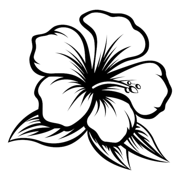 Vector a simple elegant line drawing of a hibiscus flower