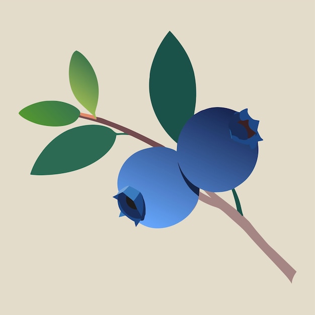 Vector simple flat vector illustration of a blueberry