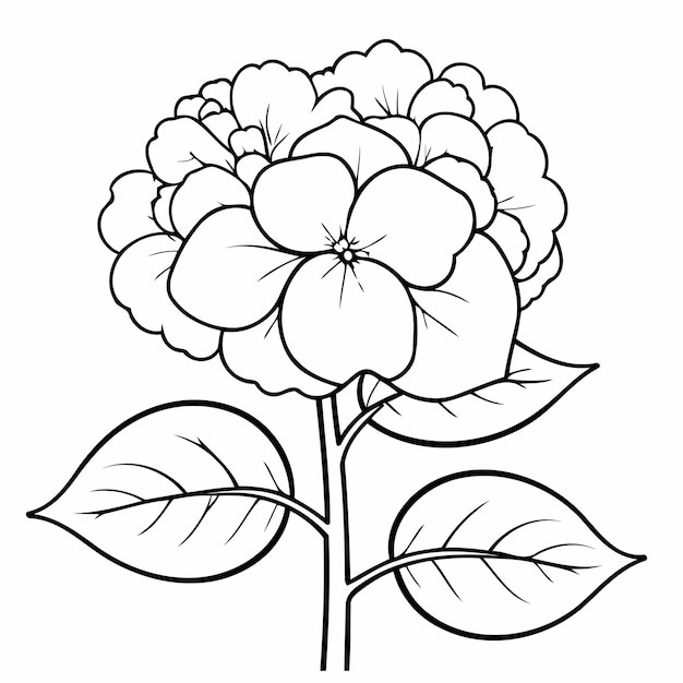 Simple vector illustration of Hydrangea for kids colouring worksheet