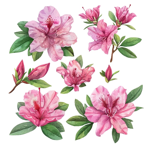 Vector simple vector watercolour set of beautiful azalea flower