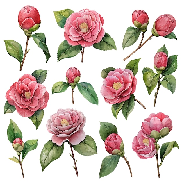 simple vector watercolour set of beautiful camelia flower