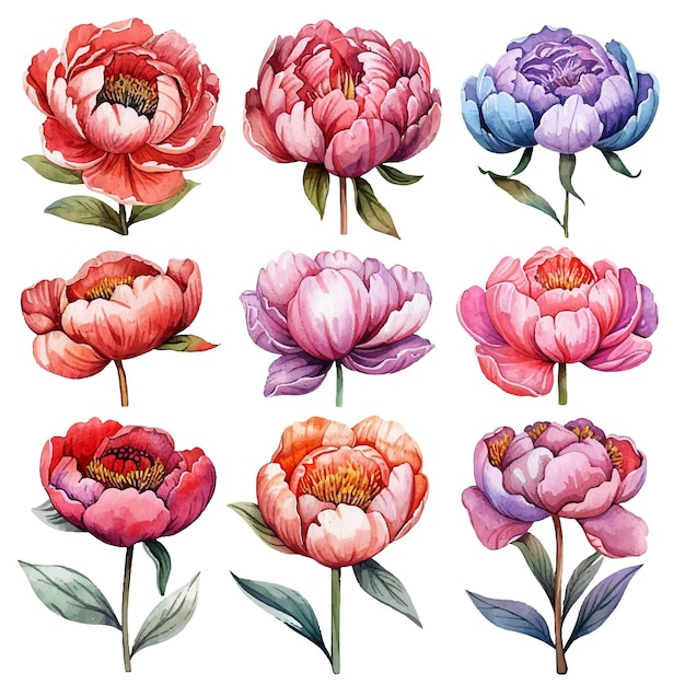 simple vector watercolour set of beautiful peony flower