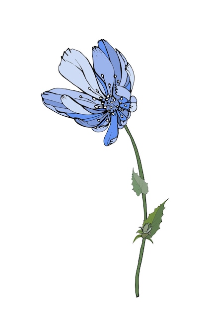 Single blue flower chicory stem and green leaves