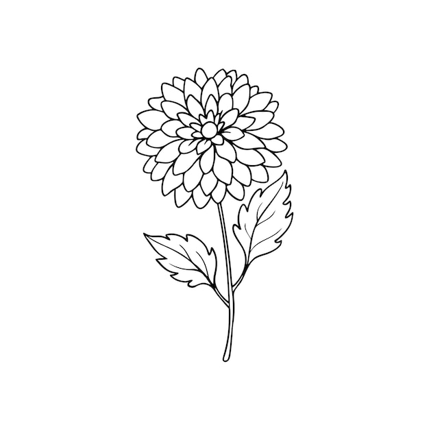 Vector single chrysanthemum flower outline coloring book with vector illustration