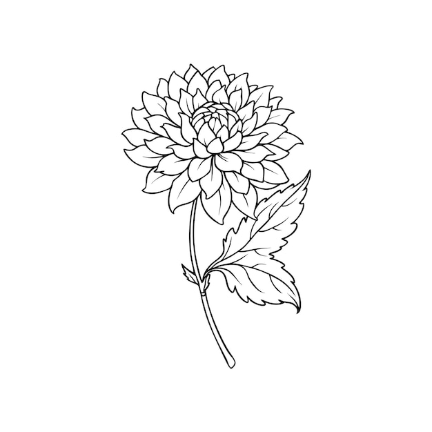 Vector single chrysanthemum flower outline coloring book with vector illustration