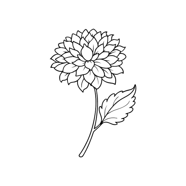 Single chrysanthemum flower outline coloring book with vector illustration