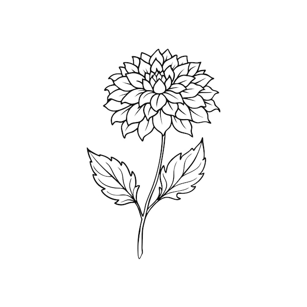 Single chrysanthemum flower outline coloring book with vector illustration