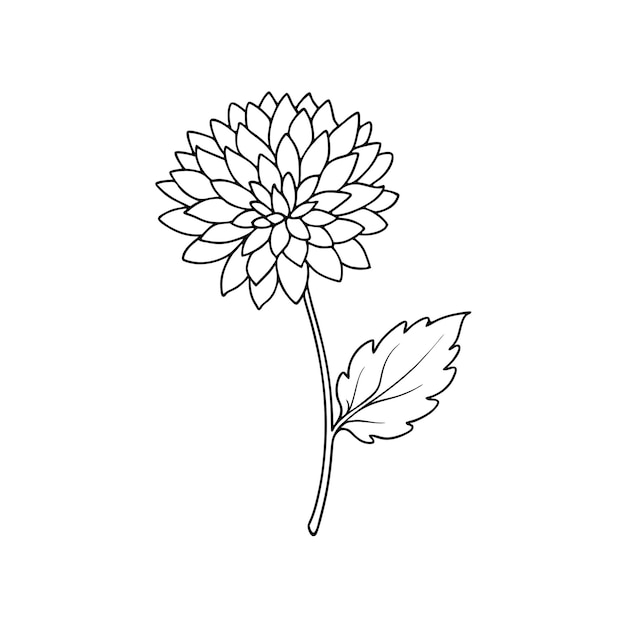 Single chrysanthemum flower outline coloring book with vector illustration