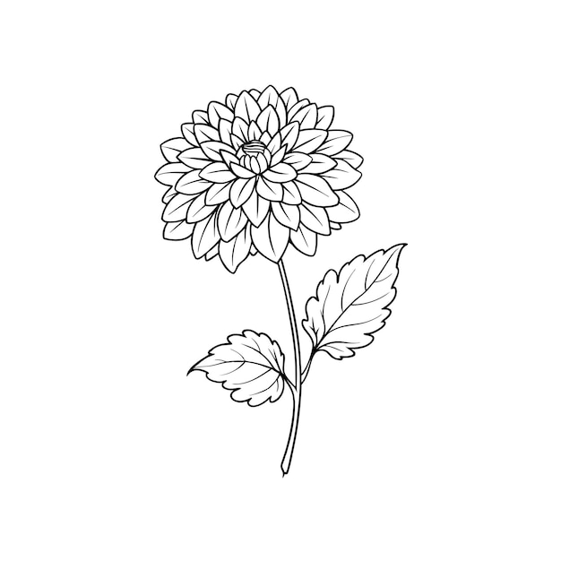 Single chrysanthemum flower outline coloring book with vector illustration