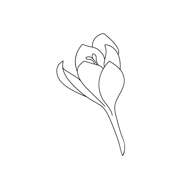 Single crocus saffron flower drawn with a stroke Botanical illustration vector bud of expensive spice