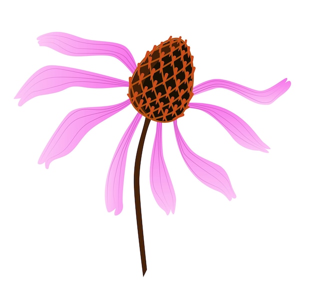 Single flower medicinal Echinacea purple