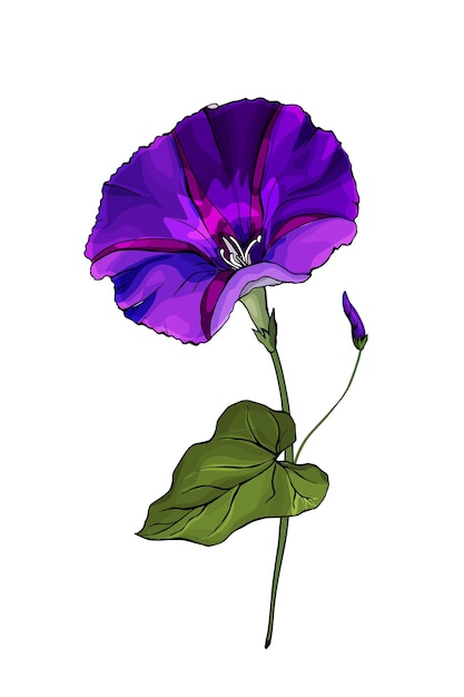 Single hand drawn dark violet flower bindweed on stem with green leaves