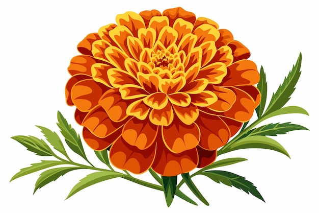 Vector a single orange marigold flower with green leaves