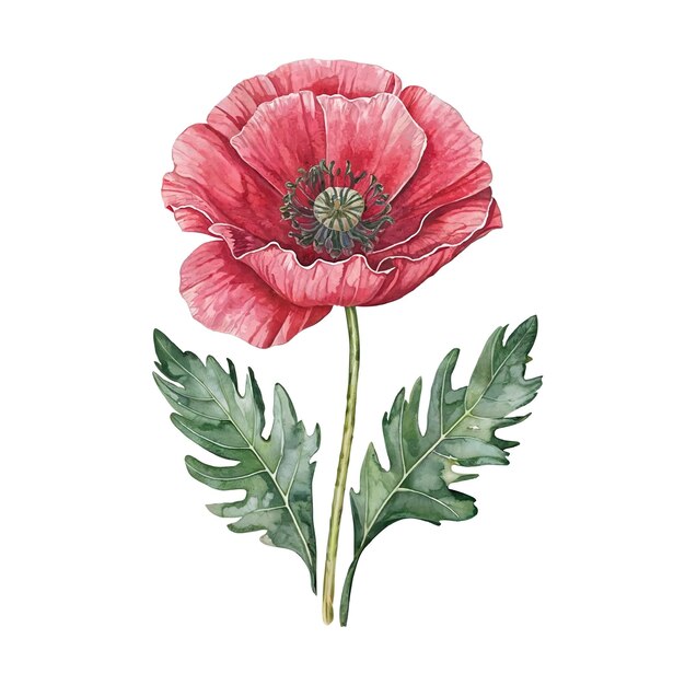 Vector single red poppy flower with green leaves on a white background