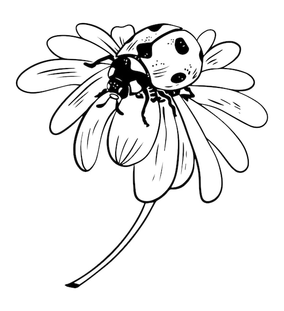 Single sketch style ladybug on daisy flower illustration black lineart isolated on white background