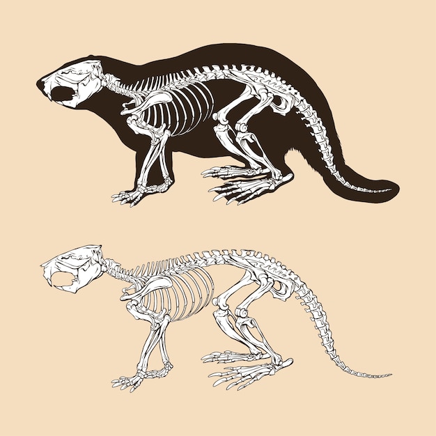 Skeleton bever vector illustration