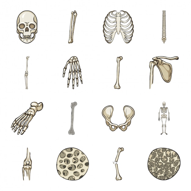 Skeleton cartoon icon set