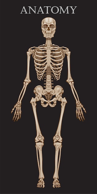 skeleton on a dark background the illusion of a mirror in the style of art graphics