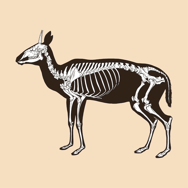 Skeleton deer with short horns vector illustration