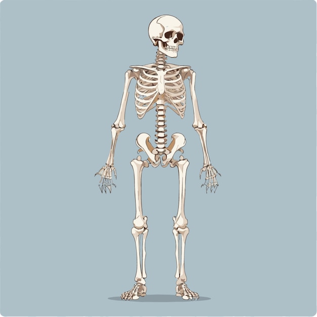 Skeleton drawing vector on a white background