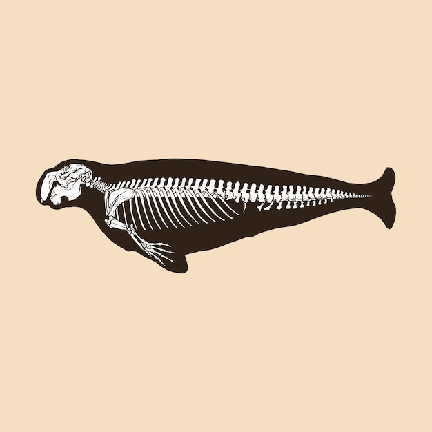 Skeleton dugong vector illustration