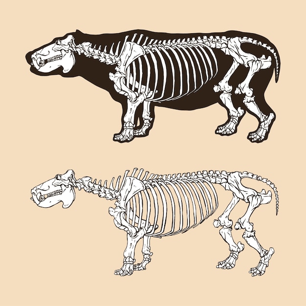 Skeleton hippopotamus vector illustration animal