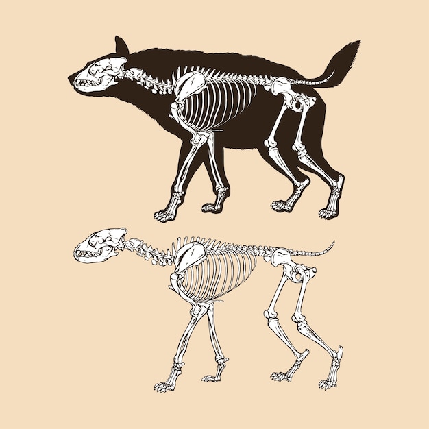 Skeleton hyena vector illustration animal