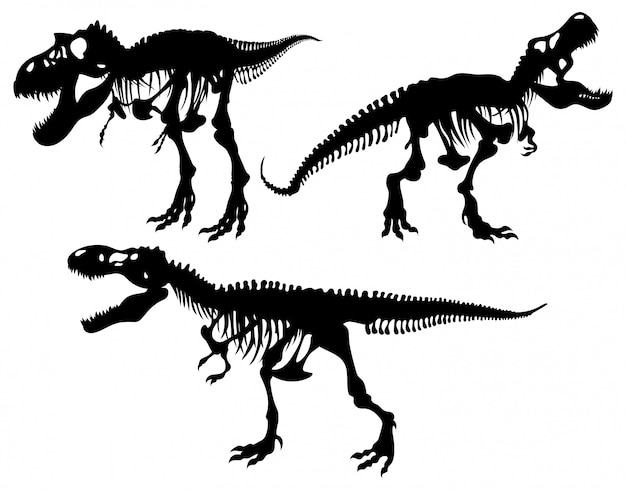 The skeleton of a predatory tyrannosaurus. Strong tyrex with an open mouth stands on its hind legs