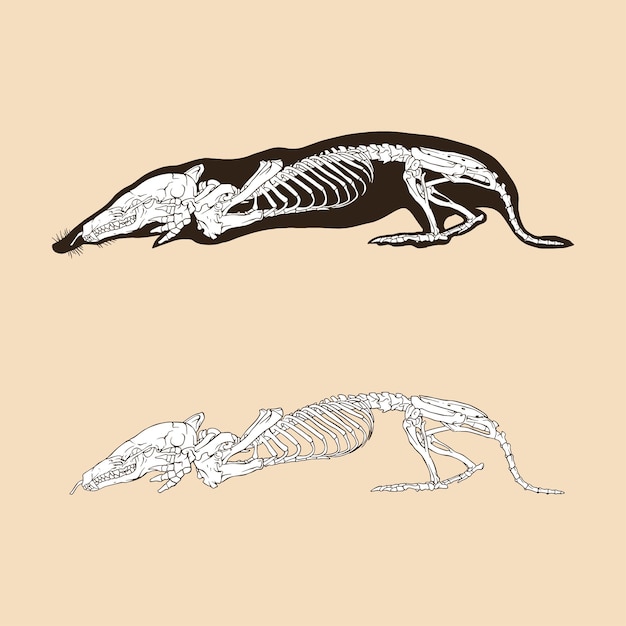 Skeleton talpa vector illustration animal