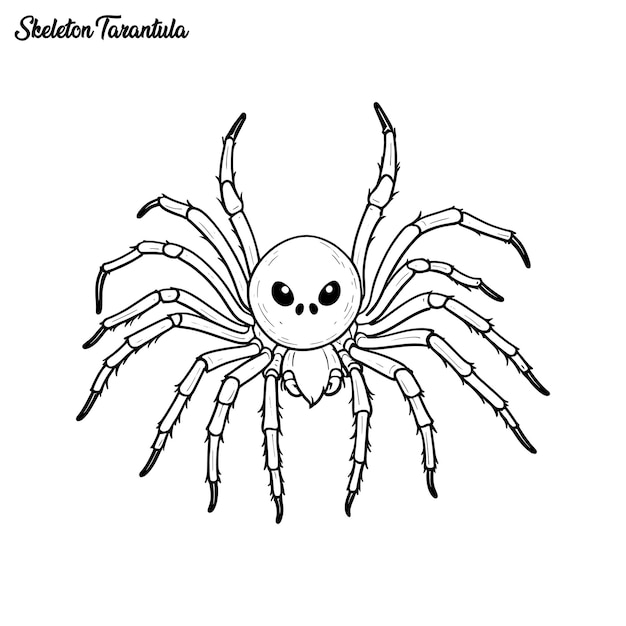 Skeleton Tarantula coloring page and outline vector design