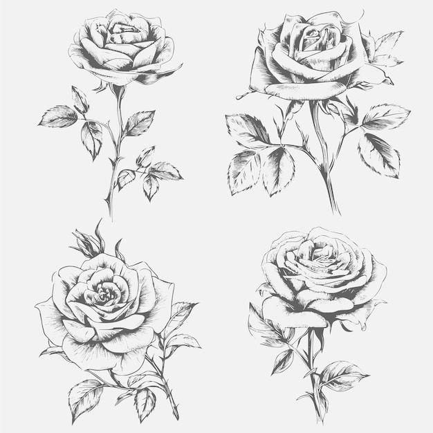 Vector sketch art rose collection illustration isolated on the background