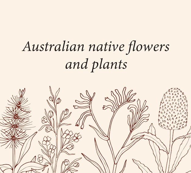 Sketch Australian native flowers background