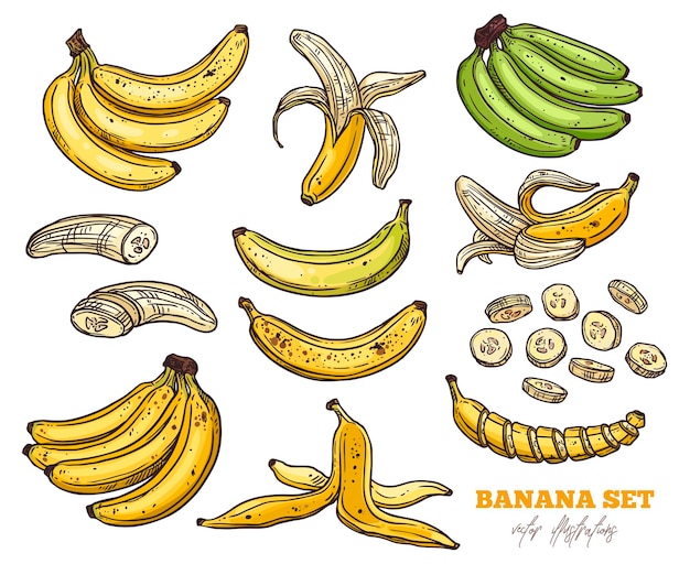 sketch bananas various set. bunches of fruit, half peeled, open and cut banana, hand drawn colorful outline illustration