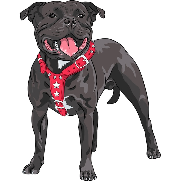 Sketch of the black dog Staffordshire Bull Terrier breed in red pinch collar