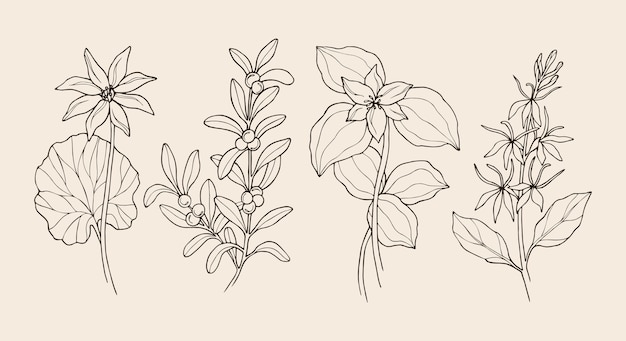 Sketch bloodroot bearberry nodding trillium cardinal flower