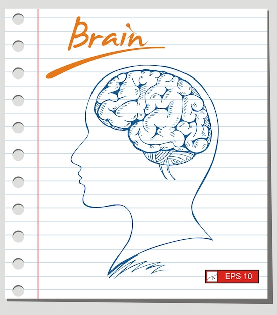 sketch of  brain on paper background