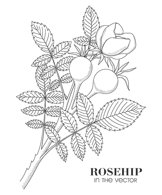 A SKETCH OF THE BRANCHES OF THE WILD ROSE ON A WHITE BACKGROUND