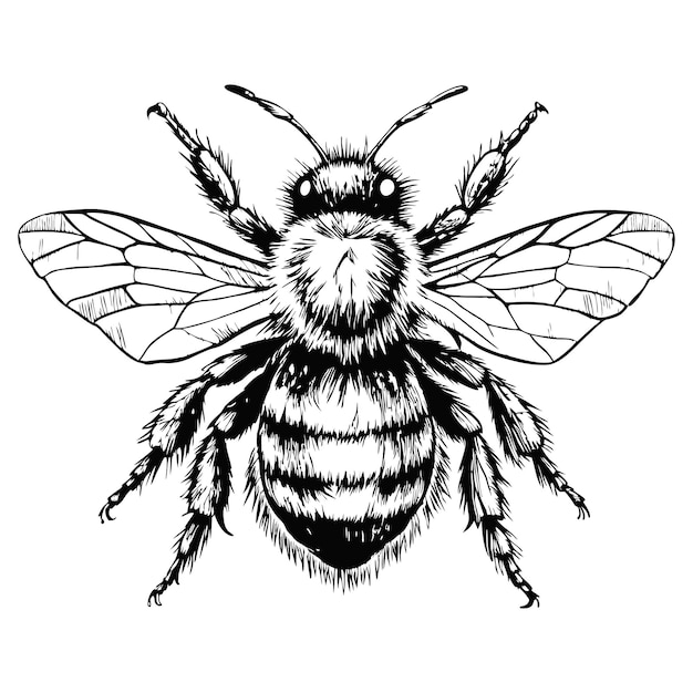 Sketch of a bumblebee on a white background