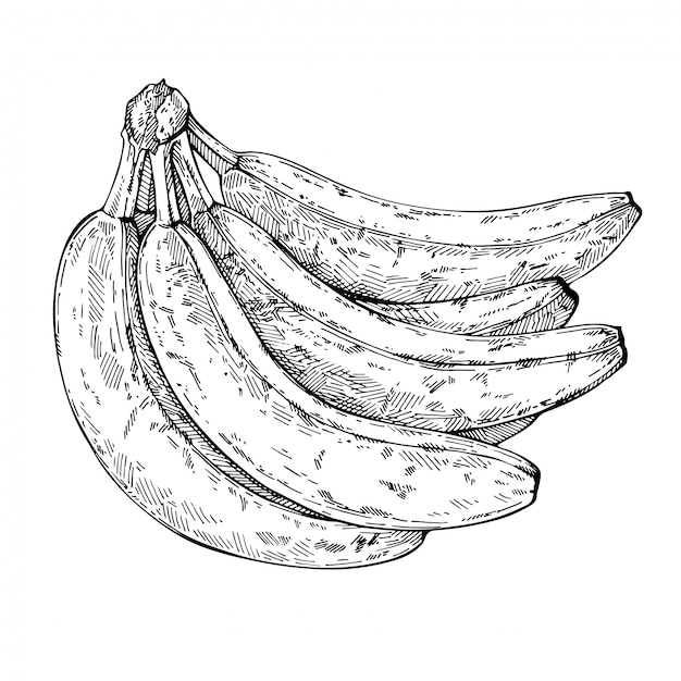 Sketch Bunch of bananas. Hand drawn bananas. Ink engraved illustration