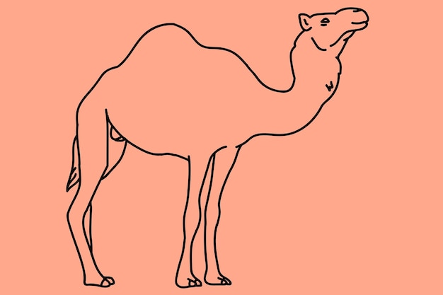 sketch camel line art