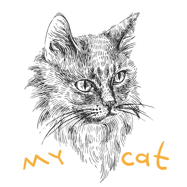 Sketch of cat