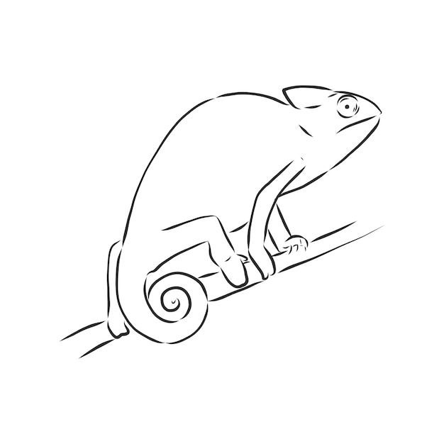 Sketch of chameleon. Hand drawn vector illustration.chameleon animal, vector sketch illustration